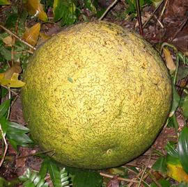   Infructescence:   Treculia africana ; Photo by Scamperdale, flickr.com
